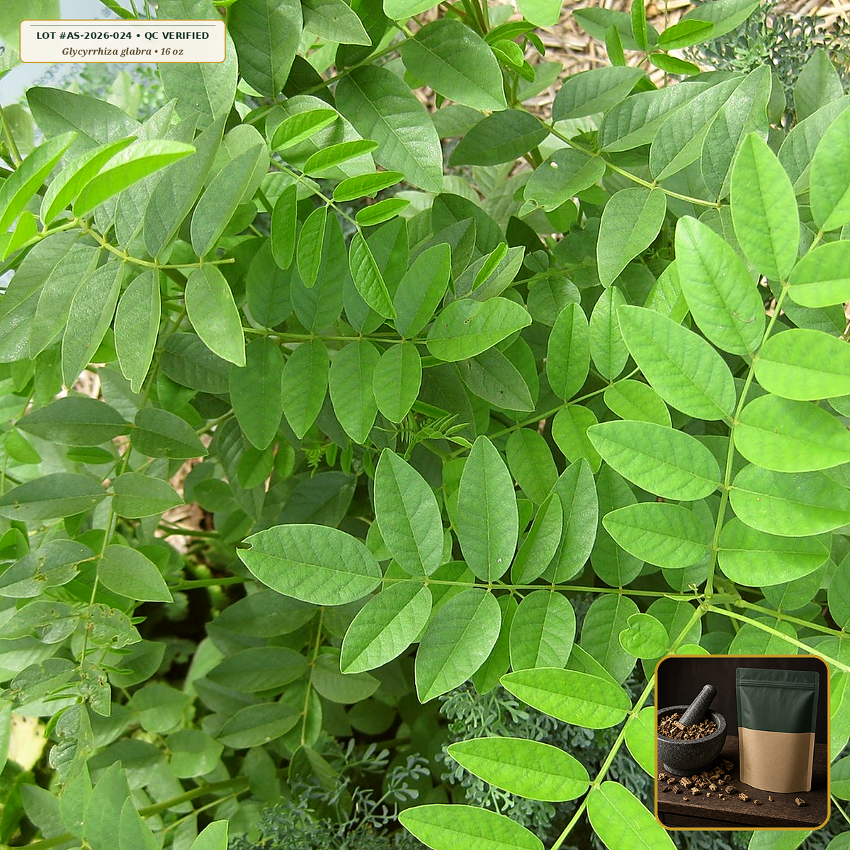 Organic Licorice Root Cut & Sifted (Glycyrrhiza glabra) — Cut & Sifted Root (16 oz (1 lb)) • Third-Party COA Verified Lot AS-2026-024 • Protocol: 4-6 g at 100 C simmer (Covered decoction 20-30 min, 1:60 (5 g / 300 mL)) • Apothecary Supply Dispensary (Est. St. Petersburg, FL)