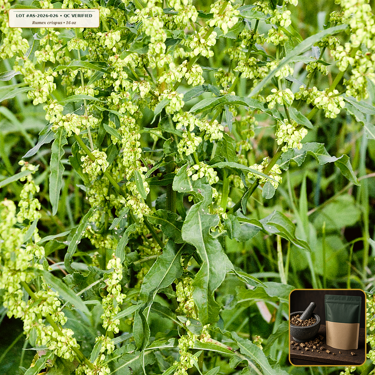 Organic Yellow Dock Root Cut & Sifted (Rumex crispus) — Cut & Sifted Root (16 oz (1 lb)) • Third-Party COA Verified Lot AS-2026-026 • Protocol: 4-6 g at 100 C simmer (Covered decoction 20-30 min, 1:60 (5 g / 300 mL)) • Apothecary Supply Dispensary (Est. St. Petersburg, FL)