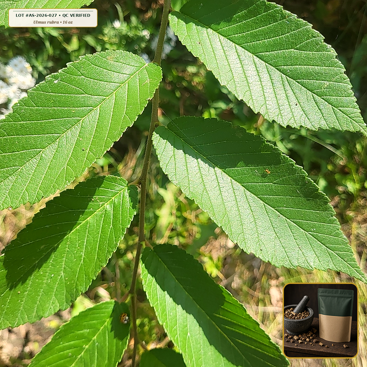 Organic Slippery Elm Inner Bark Cut & Sifted (Ulmus rubra) — Cut & Sifted Inner Bark (16 oz (1 lb)) • Third-Party COA Verified Lot AS-2026-027 • Protocol: 4-6 g at Cold 20 C (Cold infusion 4-8 hrs, 1:50 (5 g / 250 mL)) • Apothecary Supply Dispensary (Est. St. Petersburg, FL)