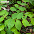 Wildcrafted Cat's Claw Inner Bark Cut & Sifted (Uncaria tomentosa) — Cut & Sifted Inner Bark (16 oz (1 lb)) • Third-Party COA Verified Lot AS-2026-029 • Protocol: 4-6 g at 100 C simmer (Covered decoction 20-30 min, 1:60 (5 g / 300 mL)) • Apothecary Supply Dispensary (Est. St. Petersburg, FL)