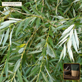 Wildcrafted White Willow Bark Cut & Sifted (Salix alba) — Cut & Sifted Bark (16 oz (1 lb)) • Third-Party COA Verified Lot AS-2026-030 • Protocol: 4-6 g at 100 C simmer (Covered decoction 20-30 min, 1:60 (5 g / 300 mL)) • Apothecary Supply Dispensary (Est. St. Petersburg, FL)