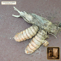 Organic Turmeric Root High-Curcumin Powder (Curcuma longa) — Fine Rhizome Powder (16 oz (1 lb)) • Third-Party COA Verified Lot AS-2026-035 • Protocol: 1-3 g (1/2-1 tsp) at 60-80 C warm water (Whisk & rest 3-5 min, 1:80 (3 g / 240 mL)) • Apothecary Supply Dispensary (Est. St. Petersburg, FL)
