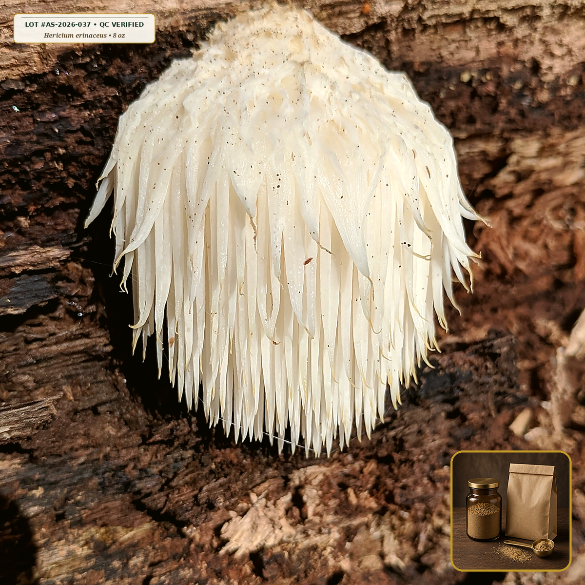 Organic Lion's Mane Fruiting Body Powder (Hericium erinaceus) — 1:1 Hot-Water Extracted Powder (8 oz) • Third-Party COA Verified Lot AS-2026-037 • Protocol: 1-3 g (1/2-1 tsp) at 60-80 C warm water (Whisk & rest 3-5 min, 1:80 (3 g / 240 mL)) • Apothecary Supply Dispensary (Est. St. Petersburg, FL)