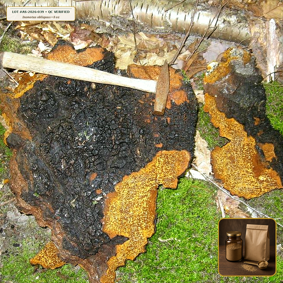 Organic Chaga Mushroom Wild-Harvested Powder (Inonotus obliquus) — Fine Sclerotium Powder (8 oz) • Third-Party COA Verified Lot AS-2026-039 • Protocol: 1-3 g (1/2-1 tsp) at 60-80 C warm water (Whisk & rest 3-5 min, 1:80 (3 g / 240 mL)) • Apothecary Supply Dispensary (Est. St. Petersburg, FL)