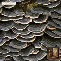 Organic Turkey Tail Mushroom Fruiting Body Powder (Trametes versicolor) — 1:1 Fruiting Body Extract Powder (8 oz) • Third-Party COA Verified Lot AS-2026-040 • Protocol: 1-3 g (1/2-1 tsp) at 60-80 C warm water (Whisk & rest 3-5 min, 1:80 (3 g / 240 mL)) • Apothecary Supply Dispensary (Est. St. Petersburg, FL)
