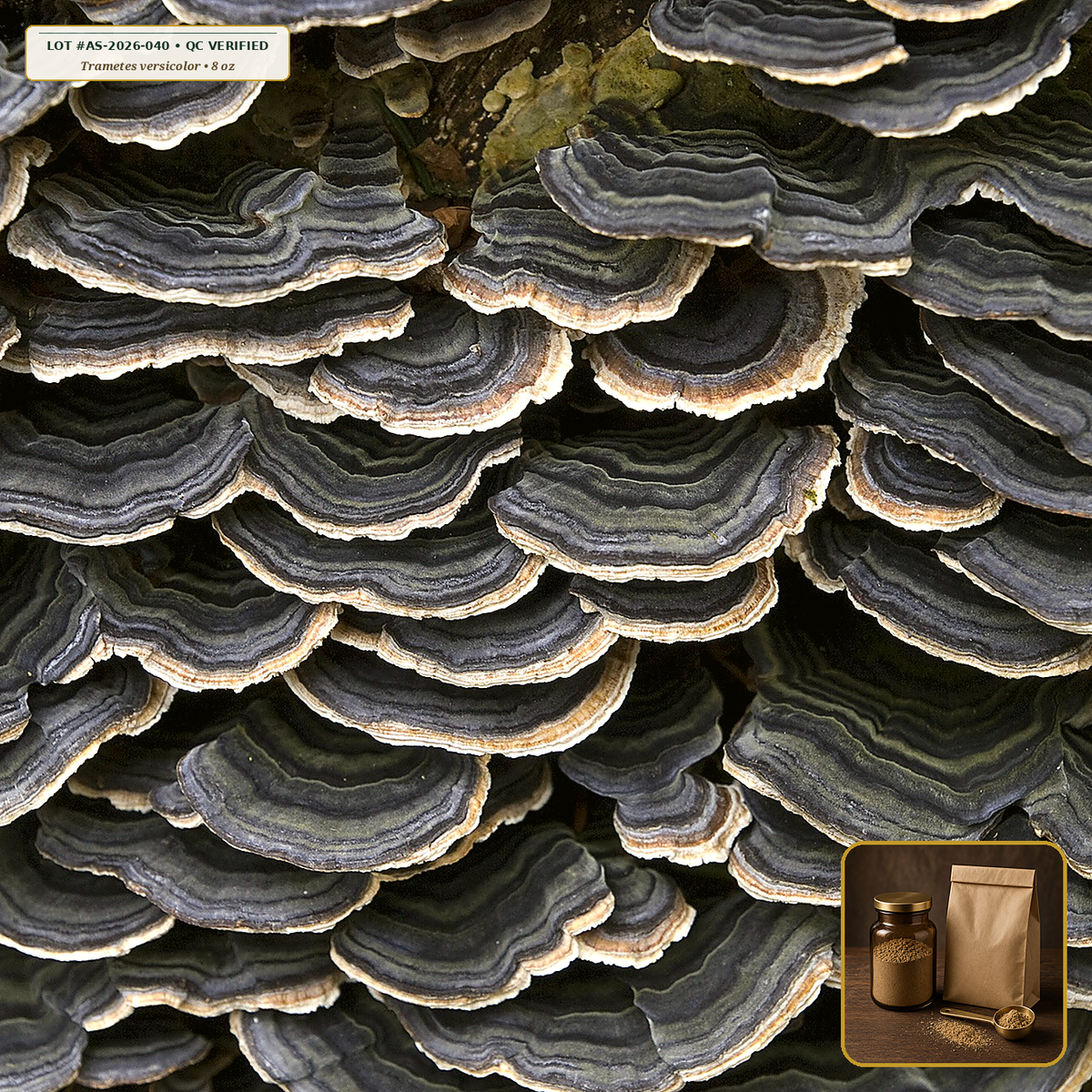 Organic Turkey Tail Mushroom Fruiting Body Powder (Trametes versicolor) — 1:1 Fruiting Body Extract Powder (8 oz) • Third-Party COA Verified Lot AS-2026-040 • Protocol: 1-3 g (1/2-1 tsp) at 60-80 C warm water (Whisk & rest 3-5 min, 1:80 (3 g / 240 mL)) • Apothecary Supply Dispensary (Est. St. Petersburg, FL)