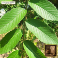 Organic Slippery Elm Inner Bark Fine Powder (Ulmus rubra) — Floated Inner Bark Powder (16 oz (1 lb)) • Third-Party COA Verified Lot AS-2026-043 • Protocol: 4-6 g at Cold 20 C (Cold infusion 4-8 hrs, 1:50 (5 g / 250 mL)) • Apothecary Supply Dispensary (Est. St. Petersburg, FL)