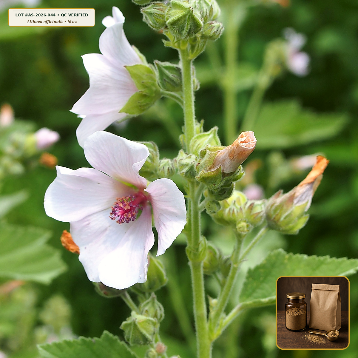 Organic Marshmallow Root Fine Powder (Althaea officinalis) — Fine Peeled Root Powder (16 oz (1 lb)) • Third-Party COA Verified Lot AS-2026-044 • Protocol: 4-6 g at Cold 20 C (Cold infusion 4-8 hrs, 1:50 (5 g / 250 mL)) • Apothecary Supply Dispensary (Est. St. Petersburg, FL)