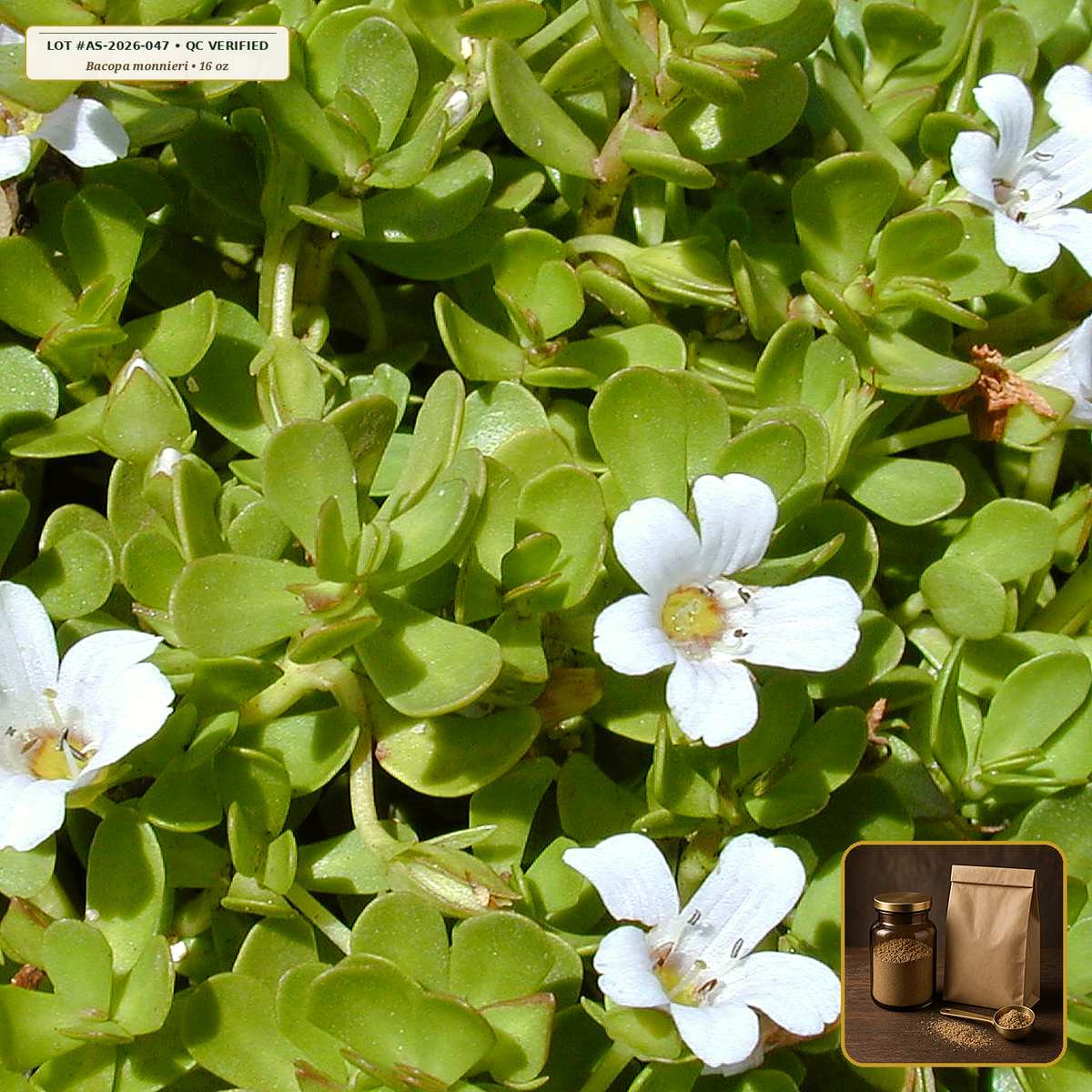 Organic Bacopa (Brahmi) Whole Herb Powder (Bacopa monnieri) — Fine Aerial Herb Powder (16 oz (1 lb)) • Third-Party COA Verified Lot AS-2026-047 • Protocol: 1-3 g (1/2-1 tsp) at 60-80 C warm water (Whisk & rest 3-5 min, 1:80 (3 g / 240 mL)) • Apothecary Supply Dispensary (Est. St. Petersburg, FL)