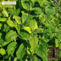 Organic Lemon Balm Fresh Leaf Liquid Extract (Melissa officinalis) — 1:2 Fresh Leaf Tincture / Glycerite (2 fl oz (60 mL)) • Third-Party COA Verified Lot AS-2026-051 • Protocol: 1 mL (30 drops) at Room-temp water (Dispense in 2-4 oz water, 1:2) • Apothecary Supply Dispensary (Est. St. Petersburg, FL)