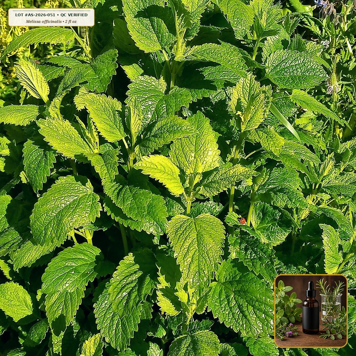 Organic Lemon Balm Fresh Leaf Liquid Extract (Melissa officinalis) — 1:2 Fresh Leaf Tincture / Glycerite (2 fl oz (60 mL)) • Third-Party COA Verified Lot AS-2026-051 • Protocol: 1 mL (30 drops) at Room-temp water (Dispense in 2-4 oz water, 1:2) • Apothecary Supply Dispensary (Est. St. Petersburg, FL)
