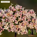 Organic Valerian Fresh Root Liquid Extract (Valeriana officinalis) — 1:2 Fresh Root Tincture (2 fl oz (60 mL)) • Third-Party COA Verified Lot AS-2026-053 • Protocol: 1 mL (30 drops) at Room-temp water (Dispense in 2-4 oz water, 1:2) • Apothecary Supply Dispensary (Est. St. Petersburg, FL)