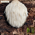 Organic Lion's Mane Fruiting Body Dual Extract (Hericium erinaceus) — Dual Hot-Water & Alcohol Extract (2 fl oz (60 mL)) • Third-Party COA Verified Lot AS-2026-058 • Protocol: 1 mL (30 drops) at Room-temp water (Dispense in 2-4 oz water, 1:2-1:5 Ratio) • Apothecary Supply Dispensary (Est. St. Petersburg, FL)