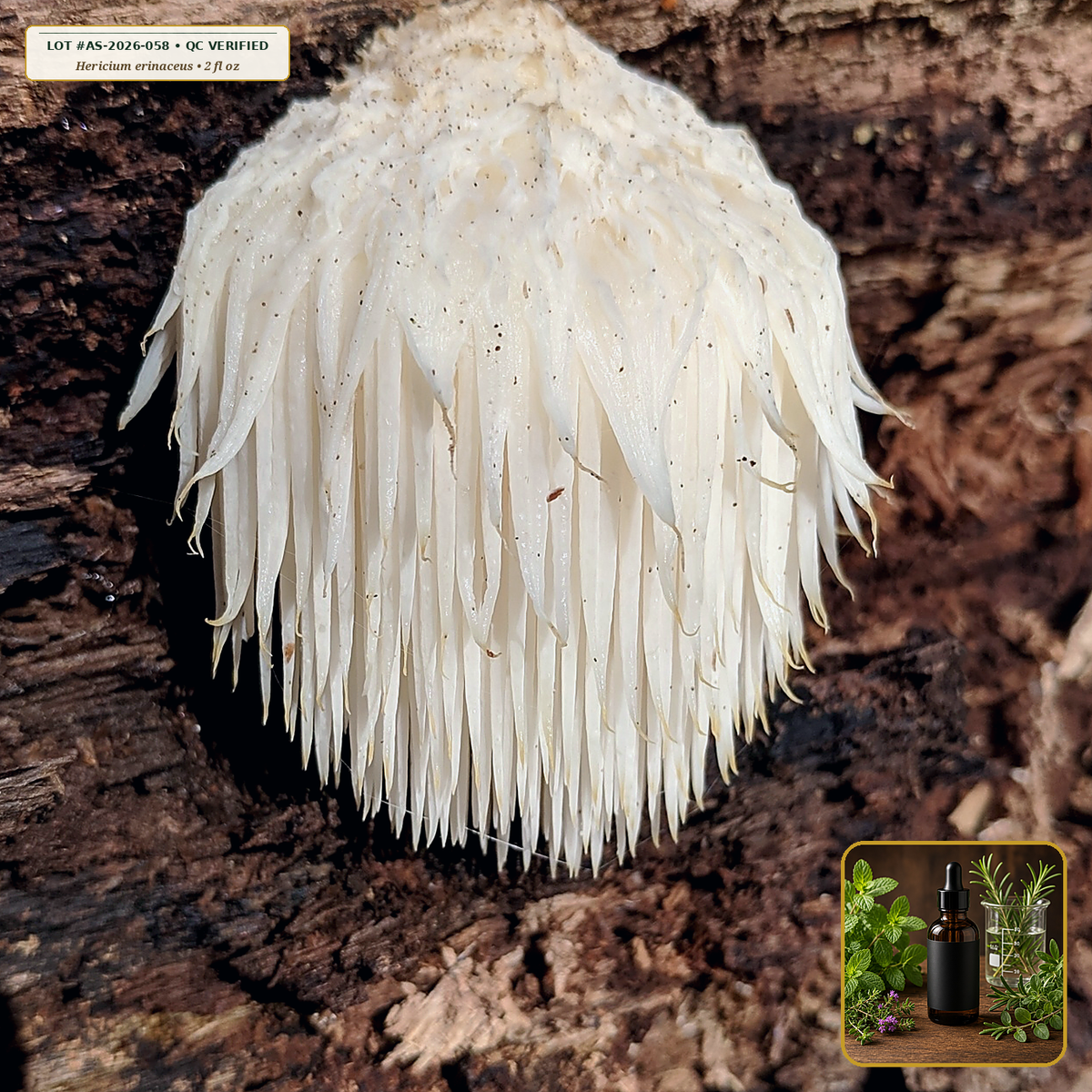 Organic Lion's Mane Fruiting Body Dual Extract (Hericium erinaceus) — Dual Hot-Water & Alcohol Extract (2 fl oz (60 mL)) • Third-Party COA Verified Lot AS-2026-058 • Protocol: 1 mL (30 drops) at Room-temp water (Dispense in 2-4 oz water, 1:2-1:5 Ratio) • Apothecary Supply Dispensary (Est. St. Petersburg, FL)