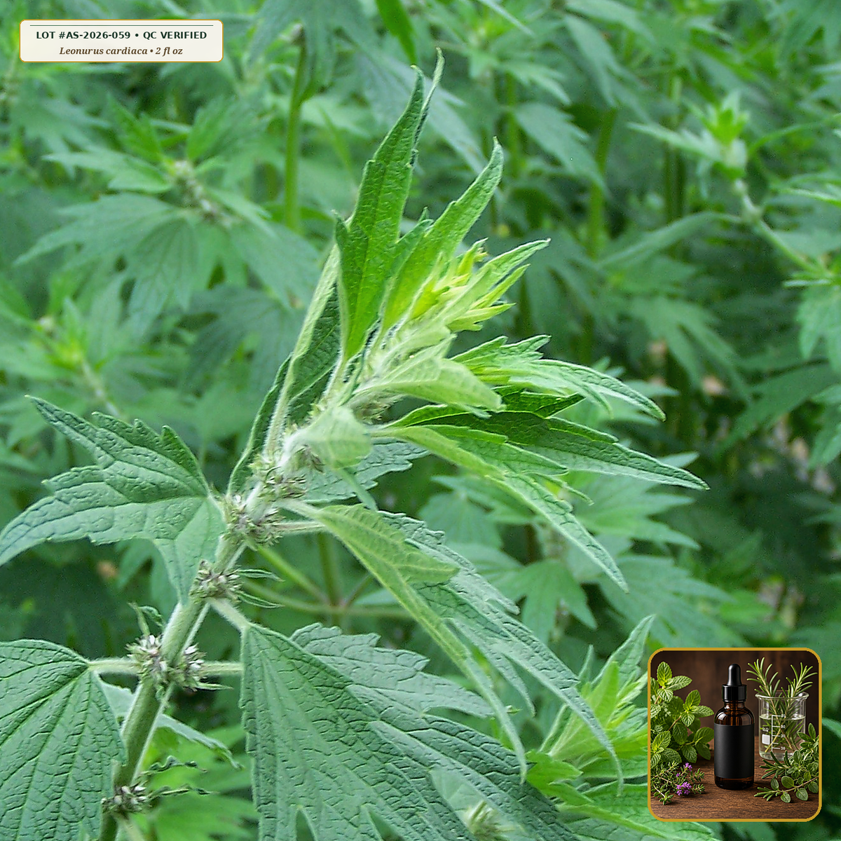 Organic Motherwort Fresh Flowering Tops Tincture (Leonurus cardiaca) — 1:2 Fresh Aerial Tincture (2 fl oz (60 mL)) • Third-Party COA Verified Lot AS-2026-059 • Protocol: 1 mL (30 drops) at Room-temp water (Dispense in 2-4 oz water, 1:2) • Apothecary Supply Dispensary (Est. St. Petersburg, FL)