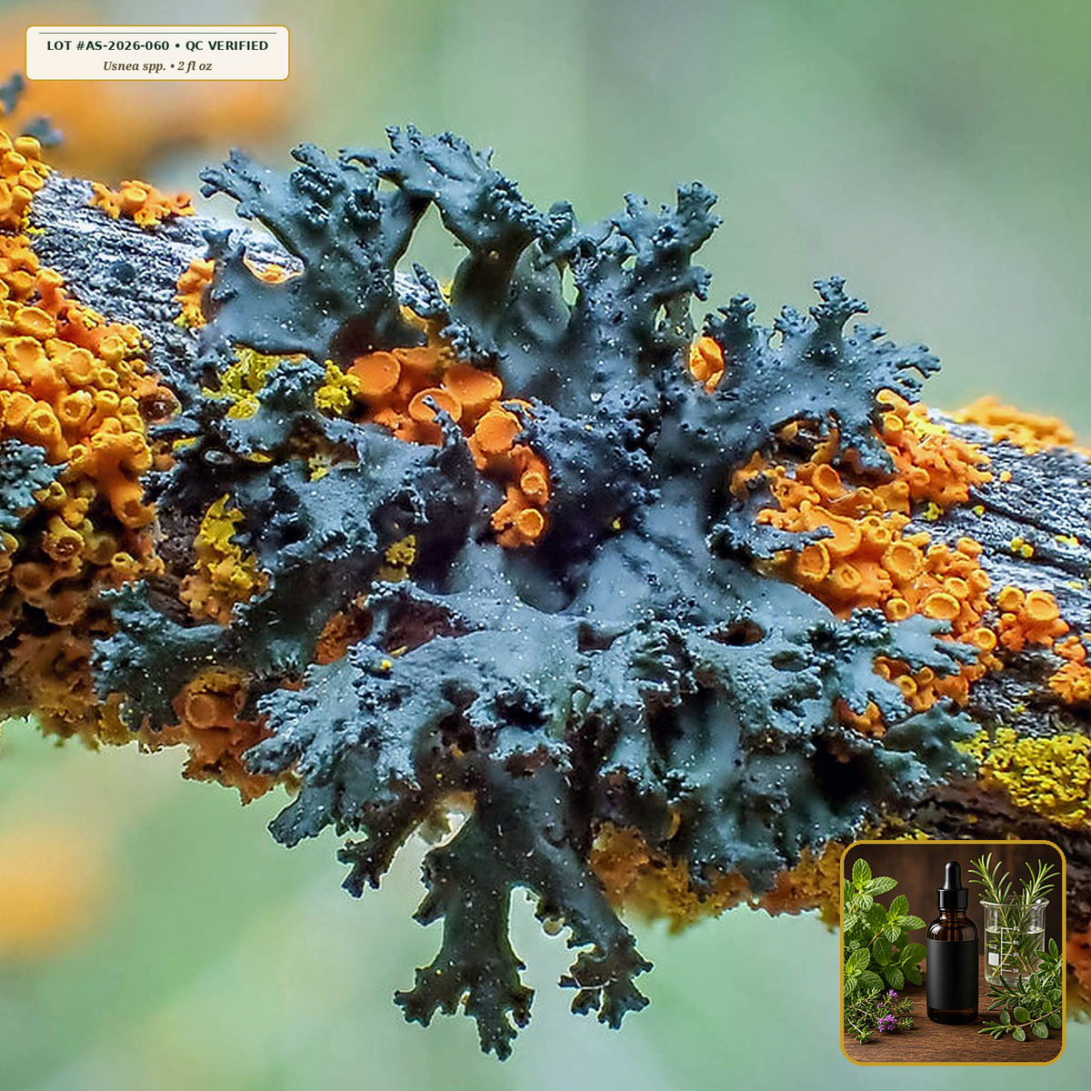 Wildcrafted Usnea Lichen Dual-Step Tincture (Usnea spp.) — 1:4 Hot-Alcohol Macerated Extract (2 fl oz (60 mL)) • Third-Party COA Verified Lot AS-2026-060 • Protocol: 1 mL (30 drops) at Room-temp water (Dispense in 2-4 oz water, 1:4) • Apothecary Supply Dispensary (Est. St. Petersburg, FL)