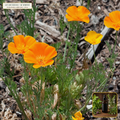Organic California Poppy Whole Plant Tincture (Eschscholzia californica) — 1:2 Fresh Whole Plant Extract (2 fl oz (60 mL)) • Third-Party COA Verified Lot AS-2026-061 • Protocol: 1 mL (30 drops) at Room-temp water (Dispense in 2-4 oz water, 1:2) • Apothecary Supply Dispensary (Est. St. Petersburg, FL)