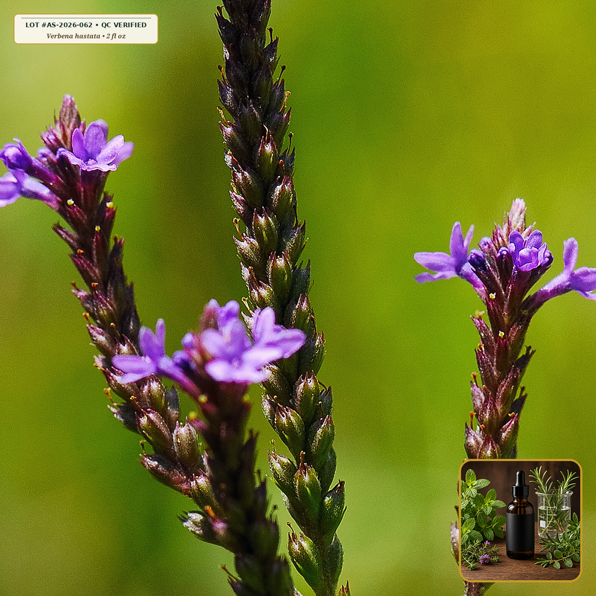 Organic Blue Vervain Flowering Tops Tincture (Verbena hastata) — 1:2 Fresh / 1:4 Dry Tincture (2 fl oz (60 mL)) • Third-Party COA Verified Lot AS-2026-062 • Protocol: 1 mL (30 drops) at Room-temp water (Dispense in 2-4 oz water, 1:2) • Apothecary Supply Dispensary (Est. St. Petersburg, FL)