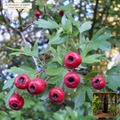 Organic Hawthorn Berry, Leaf & Flower Tincture (Crataegus monogyna) — 1:3 Whole-Tree Triad Extract (2 fl oz (60 mL)) • Third-Party COA Verified Lot AS-2026-063 • Protocol: 1 mL (30 drops) at Room-temp water (Dispense in 2-4 oz water, 1:3) • Apothecary Supply Dispensary (Est. St. Petersburg, FL)