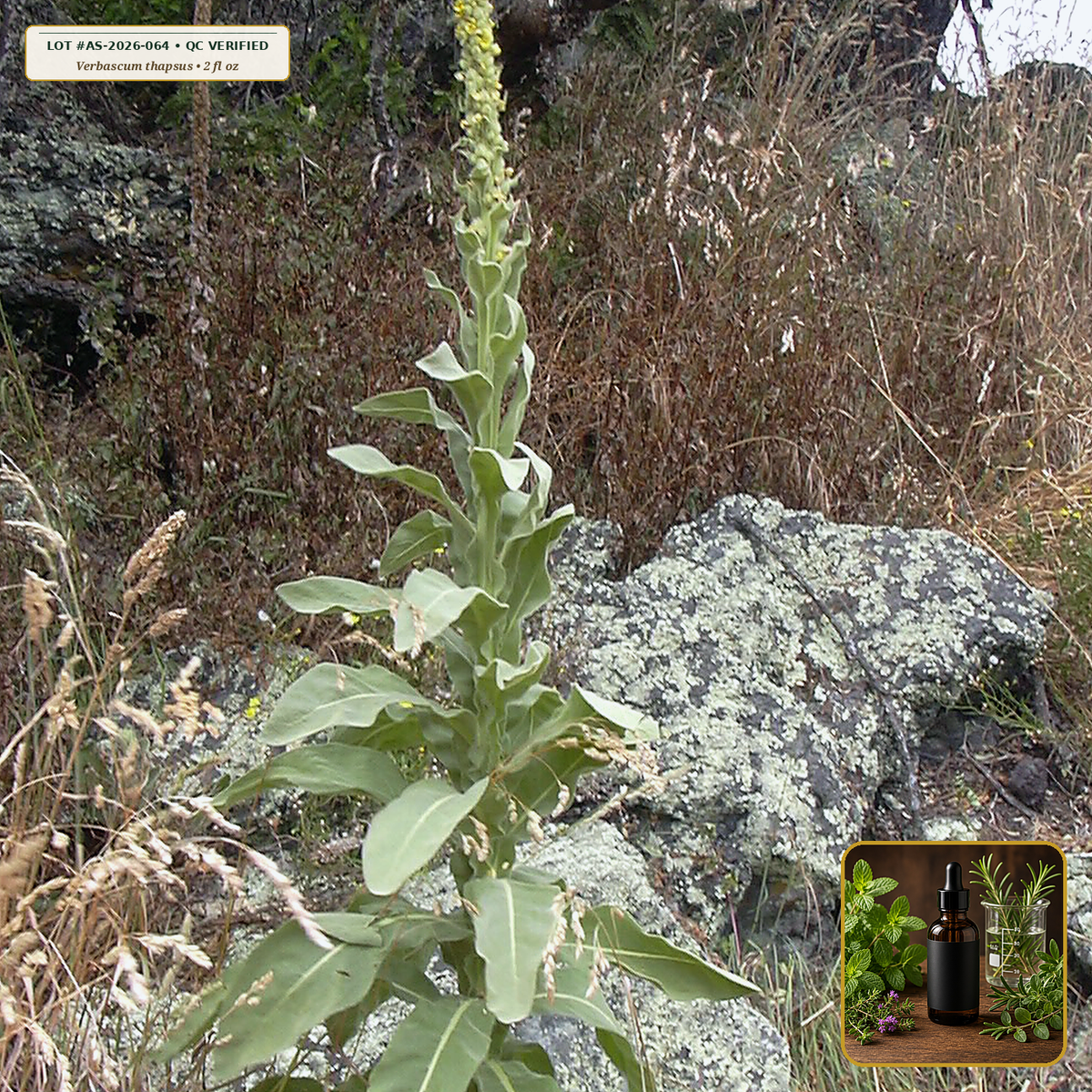 Organic Mullein Leaf Alcohol-Free Glycerite (Verbascum thapsus) — 1:3 Organic Vegetable Glycerite (2 fl oz (60 mL)) • Third-Party COA Verified Lot AS-2026-064 • Protocol: 1 mL (30 drops) at Room-temp water (Dispense in 2-4 oz water, 1:3) • Apothecary Supply Dispensary (Est. St. Petersburg, FL)