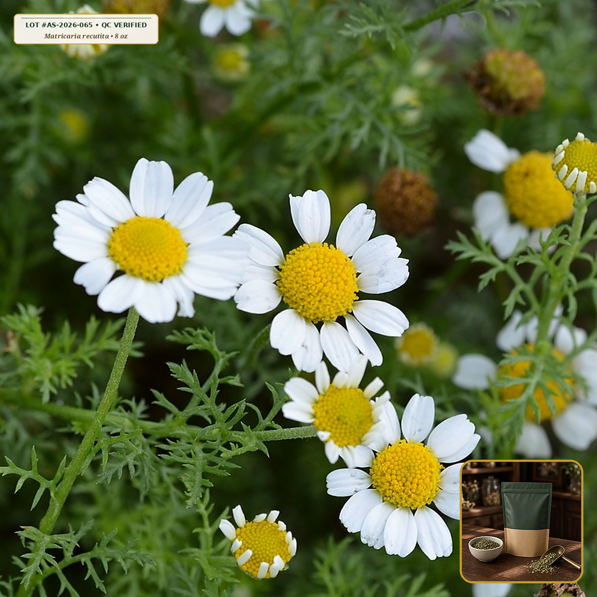 Organic German Chamomile Whole Flower Tea (Matricaria recutita) — Whole Apple-Scented Flower Heads (8 oz) • Third-Party COA Verified Lot AS-2026-065 • Protocol: 2-3 g (1-2 tsp) at 90-95 C water (Covered steep 10-15 min, 1:80 (3 g / 240 mL)) • Apothecary Supply Dispensary (Est. St. Petersburg, FL)