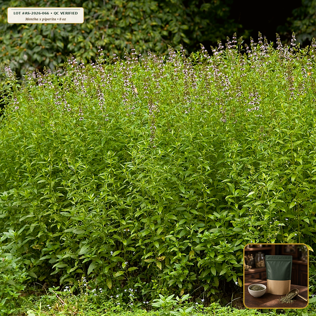 Organic Peppermint Pacific NW Loose Leaf Tea (Mentha x piperita) — Tea-Cut Whole/Broken Leaf (8 oz) • Third-Party COA Verified Lot AS-2026-066 • Protocol: 2-3 g (1-2 tsp) at 90-95 C water (Covered steep 10-15 min, 1:80 (3 g / 240 mL)) • Apothecary Supply Dispensary (Est. St. Petersburg, FL)