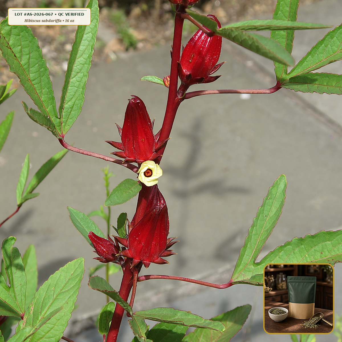 Organic Hibiscus Sabdariffa Ruby Calyx Tea (Hibiscus sabdariffa) — Cut & Sifted Flower Calyces (16 oz (1 lb)) • Third-Party COA Verified Lot AS-2026-067 • Protocol: 2-3 g (1-2 tsp) at 90-95 C water (Covered steep 10-15 min, 1:80 (3 g / 240 mL)) • Apothecary Supply Dispensary (Est. St. Petersburg, FL)