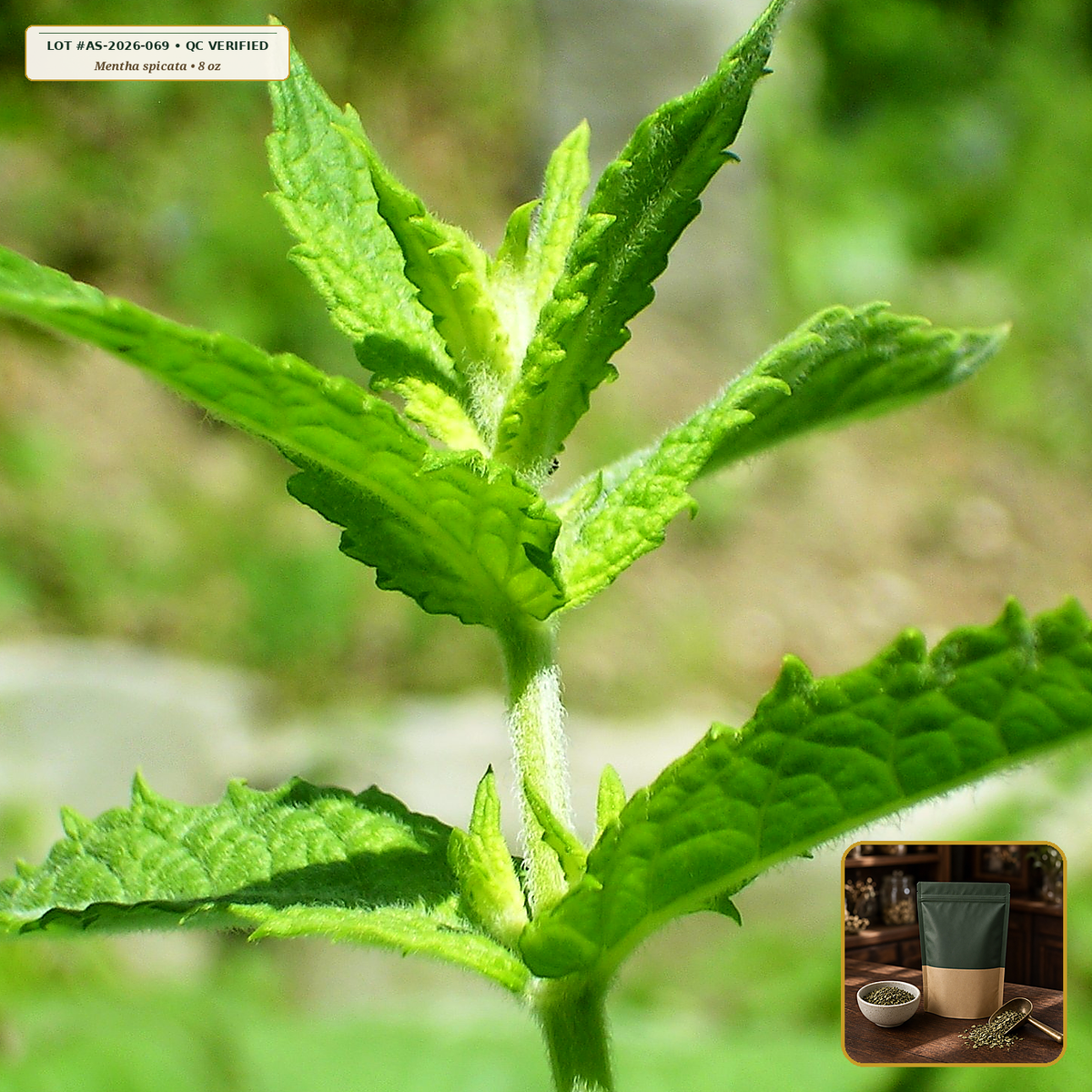 Organic Spearmint Leaf Loose Herbal Tea (Mentha spicata) — Tea-Cut Sweet Mint Leaf (8 oz) • Third-Party COA Verified Lot AS-2026-069 • Protocol: 2-3 g (1-2 tsp) at 90-95 C water (Covered steep 10-15 min, 1:80 (3 g / 240 mL)) • Apothecary Supply Dispensary (Est. St. Petersburg, FL)