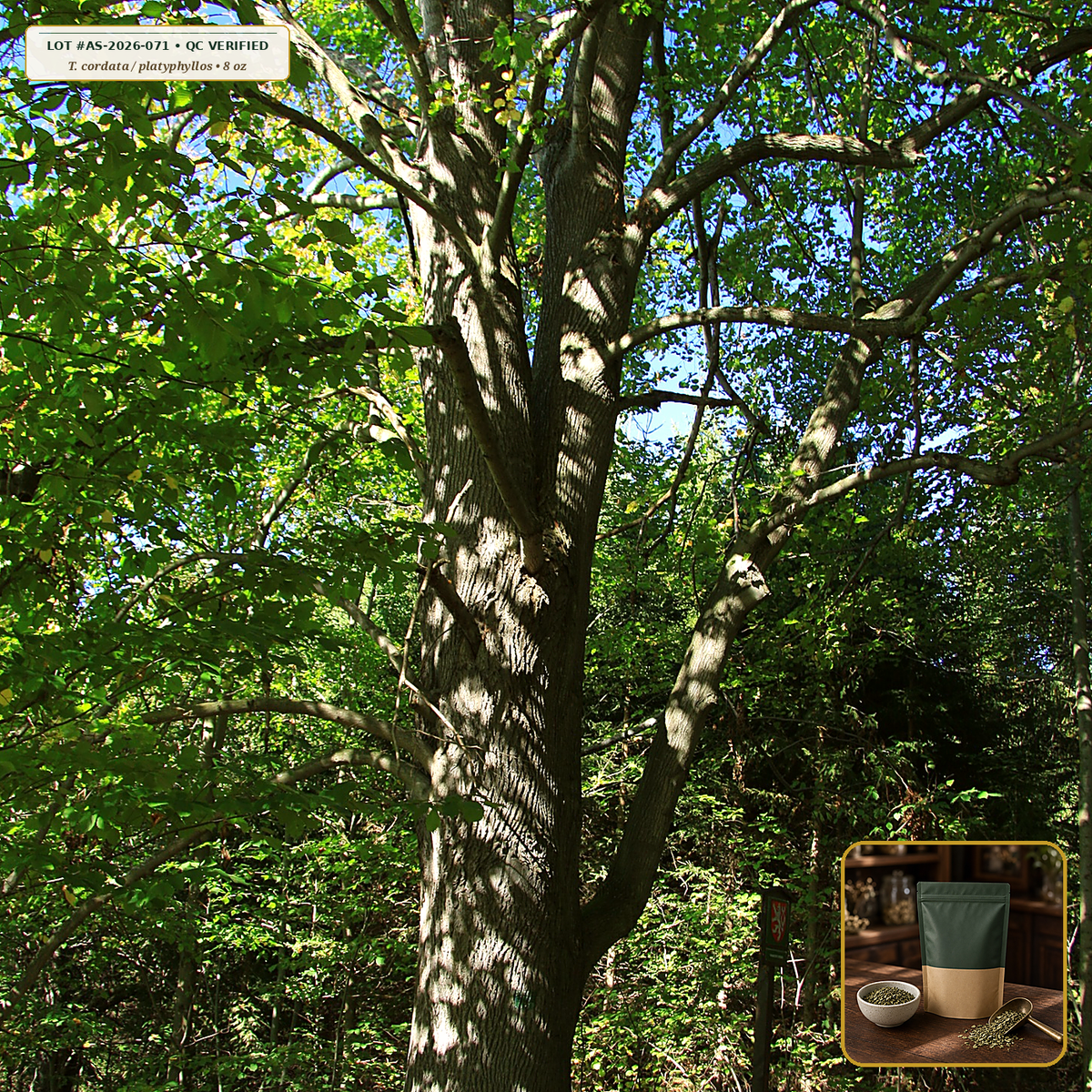 Organic Linden (Tilia) Silver Blossom & Bract Tea (Tilia cordata / platyphyllos) — Whole Dried Flowers with Bracts (8 oz) • Third-Party COA Verified Lot AS-2026-071 • Protocol: 2-3 g (1-2 tsp) at 90-95 C water (Covered steep 10-15 min, 1:80 (3 g / 240 mL)) • Apothecary Supply Dispensary (Est. St. Petersburg, FL)