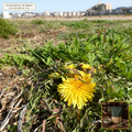 Organic Roasted Dandelion Root Herbal Coffee Tea (Taraxacum officinale) — Dark-Roasted Granular Tea Cut (16 oz (1 lb)) • Third-Party COA Verified Lot AS-2026-072 • Protocol: 2-3 g (1-2 tsp) at 90-95 C water (Covered steep 10-15 min, 1:80 (3 g / 240 mL)) • Apothecary Supply Dispensary (Est. St. Petersburg, FL)