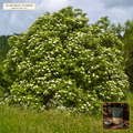 Organic Elderflower Whole Cream Blossom Tea (Sambucus nigra) — Sifted Dried Flower Umbel Florets (8 oz) • Third-Party COA Verified Lot AS-2026-073 • Protocol: 2-3 g (1-2 tsp) at 90-95 C water (Covered steep 10-15 min, 1:80 (3 g / 240 mL)) • Apothecary Supply Dispensary (Est. St. Petersburg, FL)