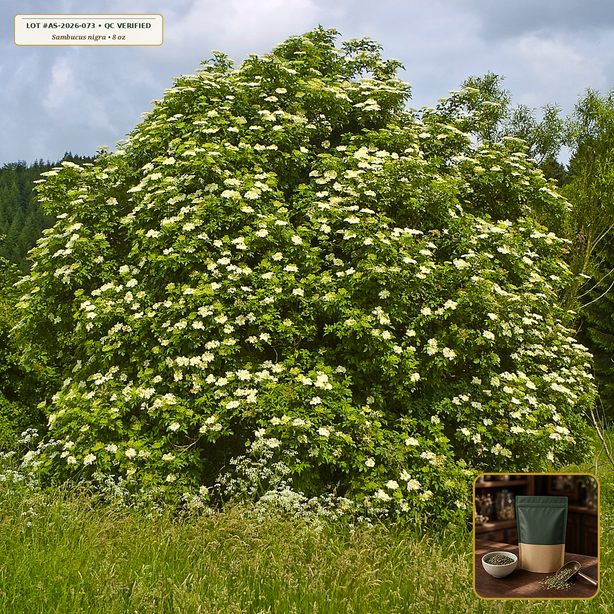 Organic Elderflower Whole Cream Blossom Tea (Sambucus nigra) — Sifted Dried Flower Umbel Florets (8 oz) • Third-Party COA Verified Lot AS-2026-073 • Protocol: 2-3 g (1-2 tsp) at 90-95 C water (Covered steep 10-15 min, 1:80 (3 g / 240 mL)) • Apothecary Supply Dispensary (Est. St. Petersburg, FL)