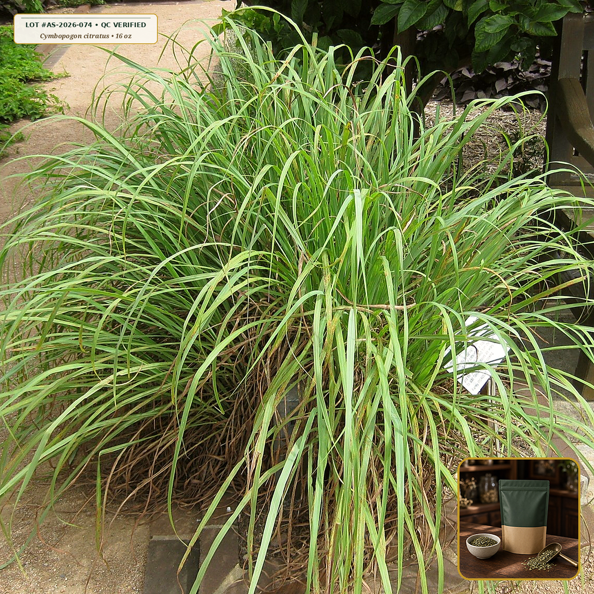 Organic Lemongrass Stalk Loose Tea Cut (Cymbopogon citratus) — 1/4-Inch Cross-Cut Stalks (16 oz (1 lb)) • Third-Party COA Verified Lot AS-2026-074 • Protocol: 2-3 g (1-2 tsp) at 90-95 C water (Covered steep 10-15 min, 1:80 (3 g / 240 mL)) • Apothecary Supply Dispensary (Est. St. Petersburg, FL)