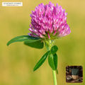 Organic Red Clover Whole Purple Blossom Tea (Trifolium pratense) — Whole Dried Flower Heads (8 oz) • Third-Party COA Verified Lot AS-2026-075 • Protocol: 2-3 g (1-2 tsp) at 90-95 C water (Covered steep 10-15 min, 1:80 (3 g / 240 mL)) • Apothecary Supply Dispensary (Est. St. Petersburg, FL)