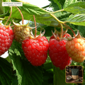 Organic Raspberry & Nettle Traditional Infusion Cut (Rubus idaeus) — Fine Pyramid/Infuser Tea Cut (8 oz) • Third-Party COA Verified Lot AS-2026-076 • Protocol: 2-3 g (1-2 tsp) at 90-95 C water (Covered steep 10-15 min, 1:80 (3 g / 240 mL)) • Apothecary Supply Dispensary (Est. St. Petersburg, FL)