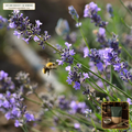 Organic Lavender Culinary/Tea Grade Flower Buds (Lavandula angustifolia) — Super-Blue Sifted Flower Buds (8 oz) • Third-Party COA Verified Lot AS-2026-077 • Protocol: 2-3 g (1-2 tsp) at 90-95 C water (Covered steep 10-15 min, 1:80 (3 g / 240 mL)) • Apothecary Supply Dispensary (Est. St. Petersburg, FL)