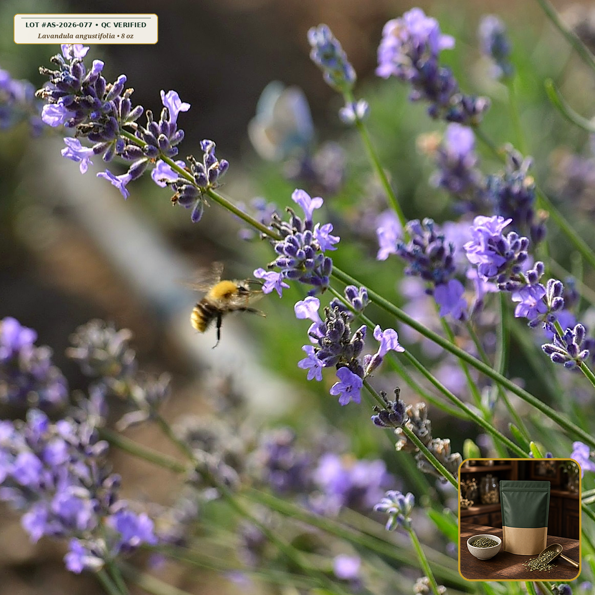 Organic Lavender Culinary/Tea Grade Flower Buds (Lavandula angustifolia) — Super-Blue Sifted Flower Buds (8 oz) • Third-Party COA Verified Lot AS-2026-077 • Protocol: 2-3 g (1-2 tsp) at 90-95 C water (Covered steep 10-15 min, 1:80 (3 g / 240 mL)) • Apothecary Supply Dispensary (Est. St. Petersburg, FL)