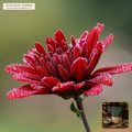 Organic Chrysanthemum Whole Imperial Flower Tea (Chrysanthemum morifolium) — Whole Dried Flower Heads (4 oz) • Third-Party COA Verified Lot AS-2026-078 • Protocol: 2-3 g (1-2 tsp) at 90-95 C water (Covered steep 10-15 min, 1:80 (3 g / 240 mL)) • Apothecary Supply Dispensary (Est. St. Petersburg, FL)