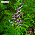 Organic Lemon Verbena Whole Leaf Tisane (Aloysia citriodora) — Whole & Broken Aromatic Leaves (4 oz) • Third-Party COA Verified Lot AS-2026-079 • Protocol: 2-3 g (1-2 tsp) at 90-95 C water (Covered steep 10-15 min, 1:80 (3 g / 240 mL)) • Apothecary Supply Dispensary (Est. St. Petersburg, FL)