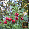 Organic Hawthorn Berry Whole Dried Tea Fruit (Crataegus monogyna) — Whole Dried Ripe Haws (16 oz (1 lb)) • Third-Party COA Verified Lot AS-2026-080 • Protocol: 2-3 g (1-2 tsp) at 90-95 C water (Covered steep 10-15 min, 1:80 (3 g / 240 mL)) • Apothecary Supply Dispensary (Est. St. Petersburg, FL)