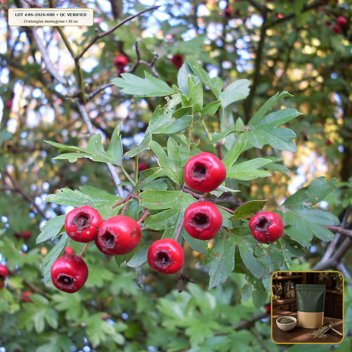 Organic Hawthorn Berry Whole Dried Tea Fruit (Crataegus monogyna) — Whole Dried Ripe Haws (16 oz (1 lb)) • Third-Party COA Verified Lot AS-2026-080 • Protocol: 2-3 g (1-2 tsp) at 90-95 C water (Covered steep 10-15 min, 1:80 (3 g / 240 mL)) • Apothecary Supply Dispensary (Est. St. Petersburg, FL)
