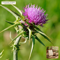 Organic Milk Thistle Whole Apothecary & Planting Seed (Silybum marianum) — Whole Viable Seed (1 lb / Packet) (16 oz (1 lb)) • Third-Party COA Verified Lot AS-2026-081 • Protocol: 2-3 seeds / cell at Soil 18-24 C (Germinate 7-28 days, 1/4-inch sow depth) • Apothecary Supply Dispensary (Est. St. Petersburg, FL)