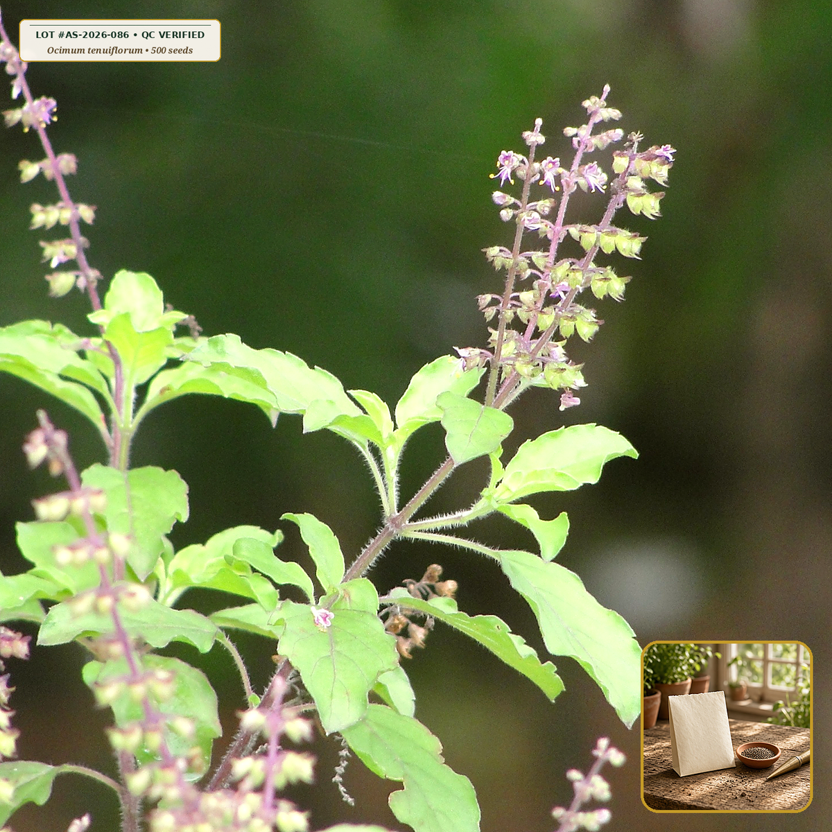 Organic Tulsi (Holy Basil) Heirloom Planting Seeds (Ocimum tenuiflorum) — Open-Pollinated Seed Packet (500 seeds) • Third-Party COA Verified Lot AS-2026-086 • Protocol: 2-3 seeds / cell at Soil 18-24 C (Germinate 7-28 days, 1/4-inch sow depth) • Apothecary Supply Dispensary (Est. St. Petersburg, FL)