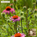 Organic Echinacea Purpurea Heirloom Seed Packet (Echinacea purpurea) — Open-Pollinated Seed Packet (250 seeds) • Third-Party COA Verified Lot AS-2026-087 • Protocol: 2-3 seeds / cell at Soil 18-24 C (Germinate 7-28 days, 1/4-inch sow depth) • Apothecary Supply Dispensary (Est. St. Petersburg, FL)