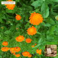 Organic Calendula Resina High-Resin Seed Packet (Calendula officinalis) — Open-Pollinated Seed Packet (250 seeds) • Third-Party COA Verified Lot AS-2026-090 • Protocol: 2-3 seeds / cell at Soil 18-24 C (Germinate 7-28 days, 1/4-inch sow depth) • Apothecary Supply Dispensary (Est. St. Petersburg, FL)