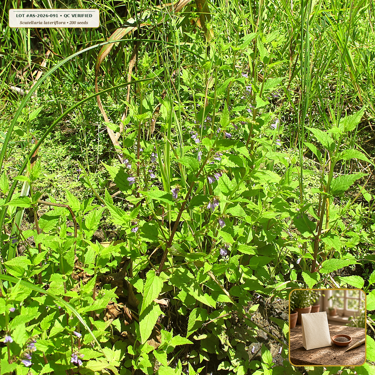 Organic Skullcap (American) Medicinal Seed Packet (Scutellaria lateriflora) — Open-Pollinated Seed Packet (200 seeds) • Third-Party COA Verified Lot AS-2026-091 • Protocol: 2-3 seeds / cell at Soil 18-24 C (Germinate 7-28 days, 1/4-inch sow depth) • Apothecary Supply Dispensary (Est. St. Petersburg, FL)