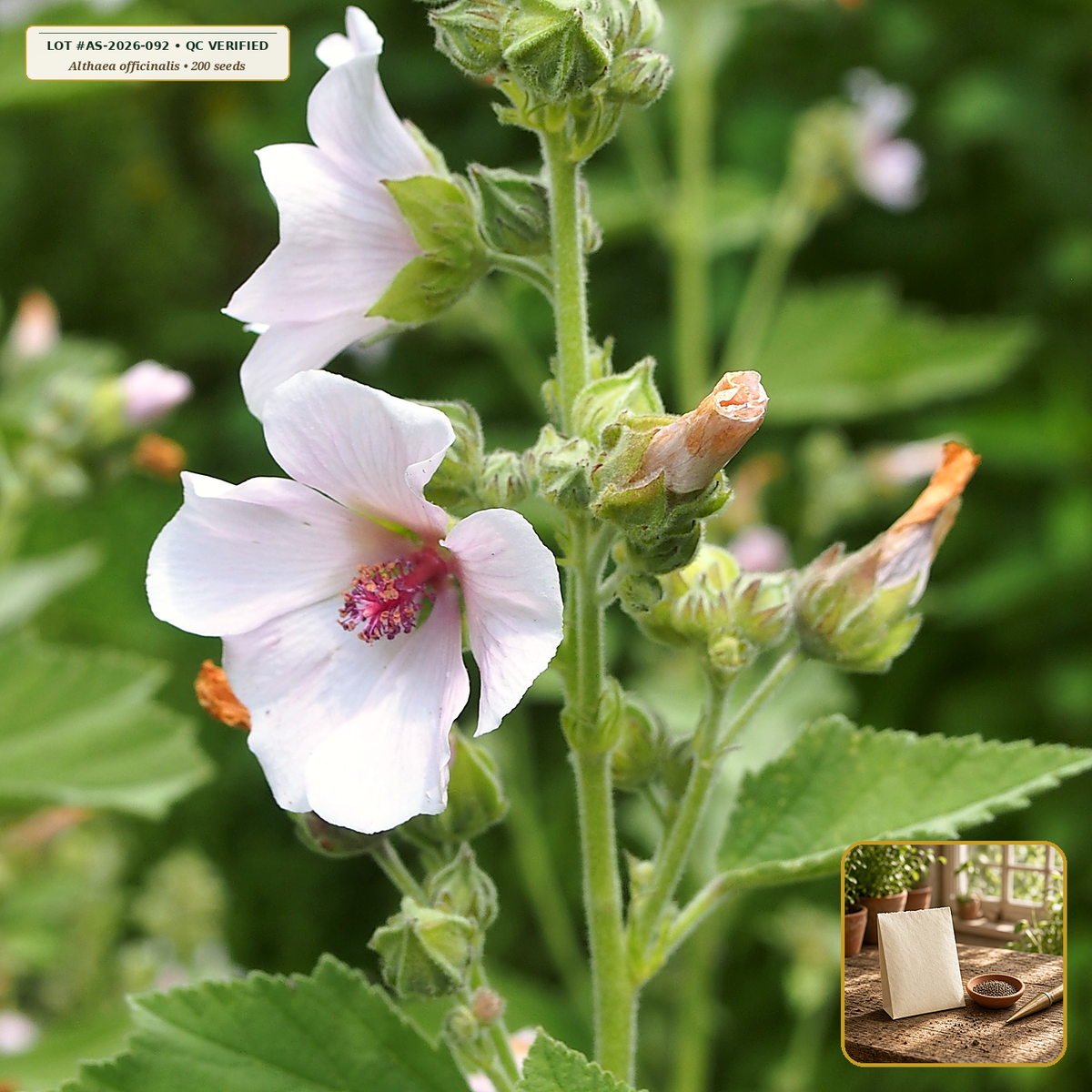 Organic Marshmallow (Althaea) Heirloom Seed Packet (Althaea officinalis) — Open-Pollinated Seed Packet (200 seeds) • Third-Party COA Verified Lot AS-2026-092 • Protocol: 2-3 seeds / cell at Soil 18-24 C (Germinate 7-28 days, 1/4-inch sow depth) • Apothecary Supply Dispensary (Est. St. Petersburg, FL)