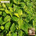 Organic Lemon Balm Heirloom Seed Packet (Melissa officinalis) — Open-Pollinated Seed Packet (500 seeds) • Third-Party COA Verified Lot AS-2026-093 • Protocol: 2-3 seeds / cell at Soil 18-24 C (Germinate 7-28 days, 1/4-inch sow depth) • Apothecary Supply Dispensary (Est. St. Petersburg, FL)