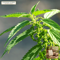 Organic Stinging Nettle Perennial Seed Packet (Urtica dioica) — Open-Pollinated Seed Packet (500 seeds) • Third-Party COA Verified Lot AS-2026-095 • Protocol: 2-3 seeds / cell at Soil 18-24 C (Germinate 7-28 days, 1/4-inch sow depth) • Apothecary Supply Dispensary (Est. St. Petersburg, FL)