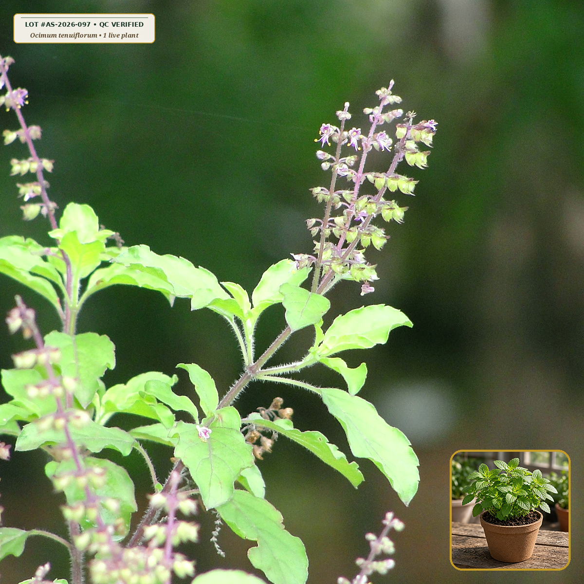 Live Tulsi (Rama Holy Basil) Starter Plant (Ocimum tenuiflorum) — Live Potted Starter Plant (1 live plant (3.5" pot)) • Third-Party COA Verified Lot AS-2026-097 • Protocol: 1 rooted starter at Room-temp water (48-hr shade acclimation, Pot up to 1-gal) • Apothecary Supply Dispensary (Est. St. Petersburg, FL)